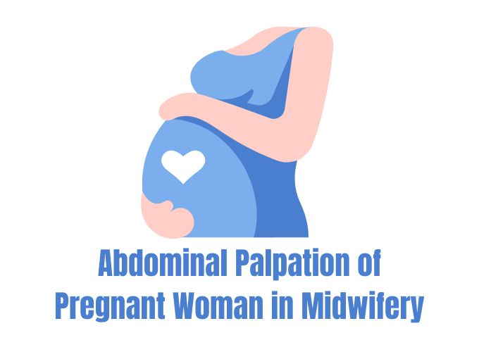 Abdominal Palpation of Pregnant Woman in Midwifery